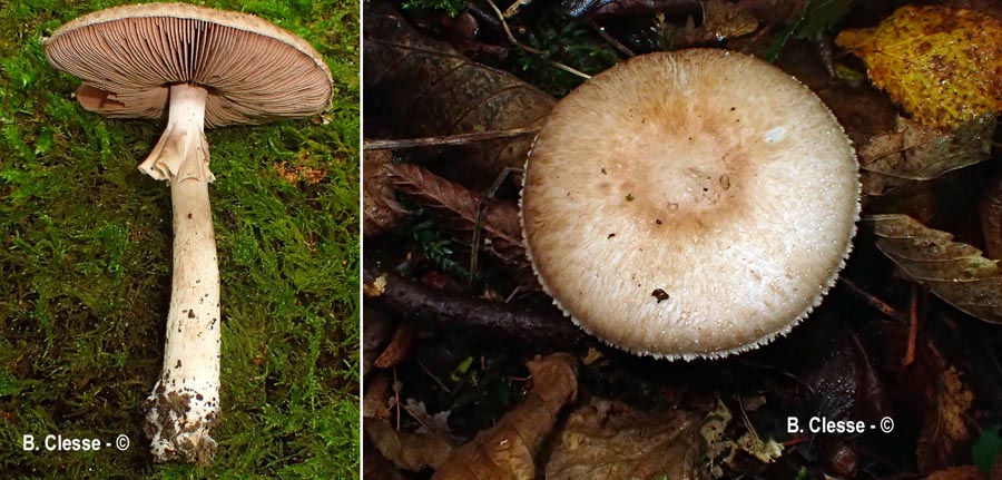 Agaricus depauperatus