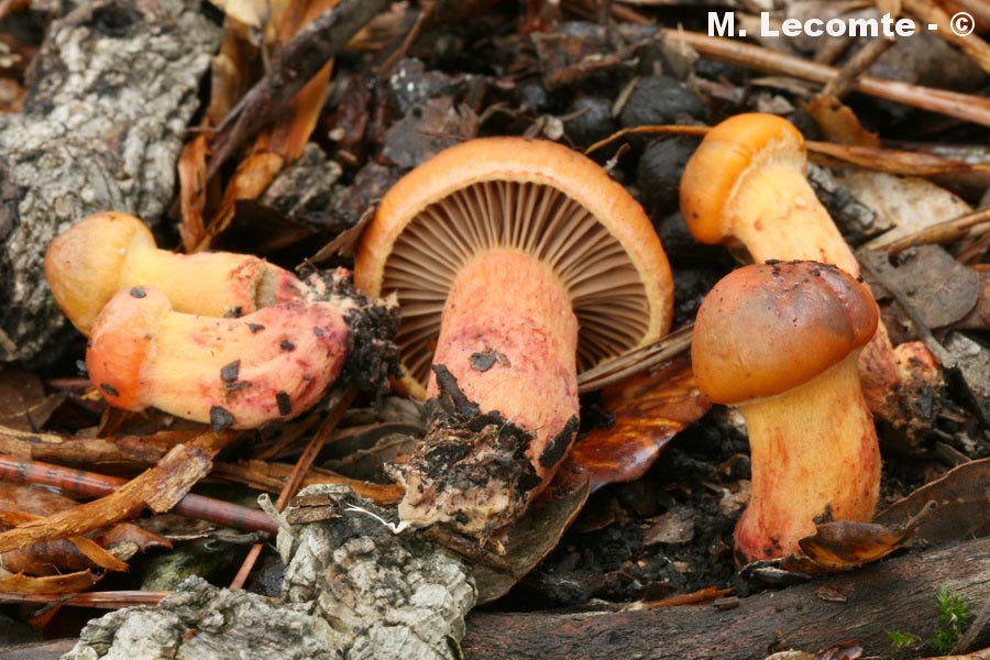 Chroogomphus fulmineus