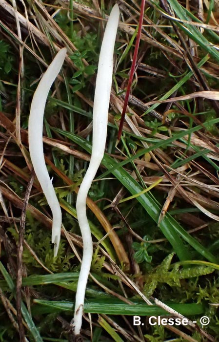 Clavaria falcata