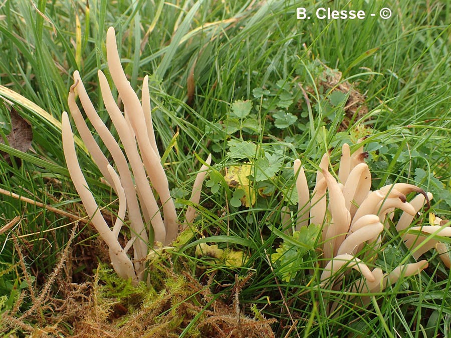 Clavaria fumosa