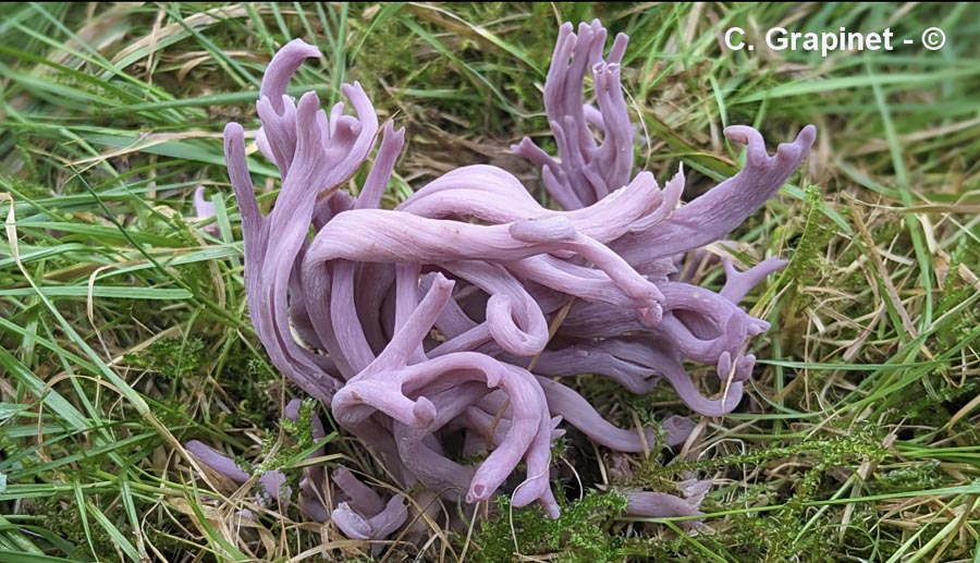 Clavaria zollingeri