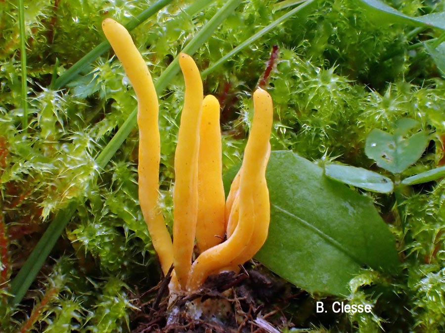 Clavulinopsis fusiformis