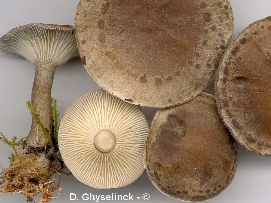 Clitocybe clavipes (Ampulloclitocybe clavipes)