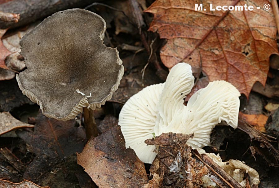 Clitocybe font-queri
