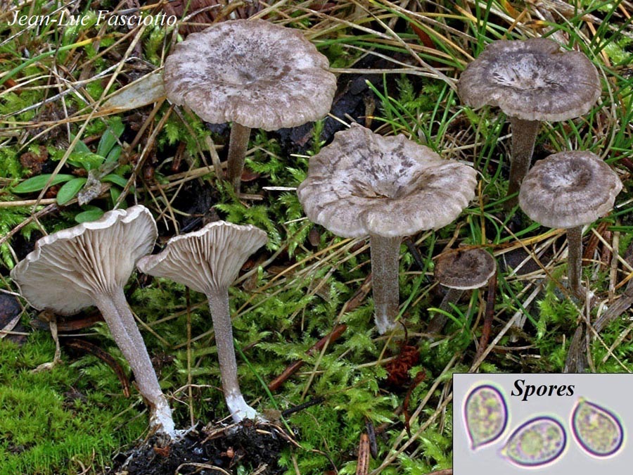 Clitopilopsis hirneola