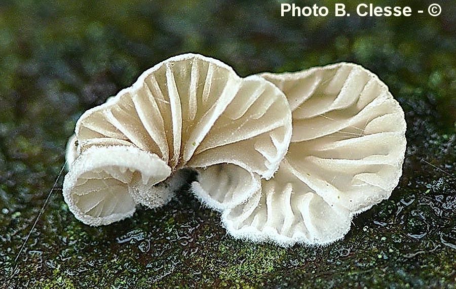 Clitopilus daamsii
