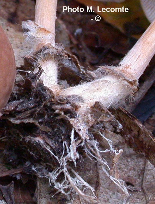 Collybia peronata (Gymnopus peronatus)