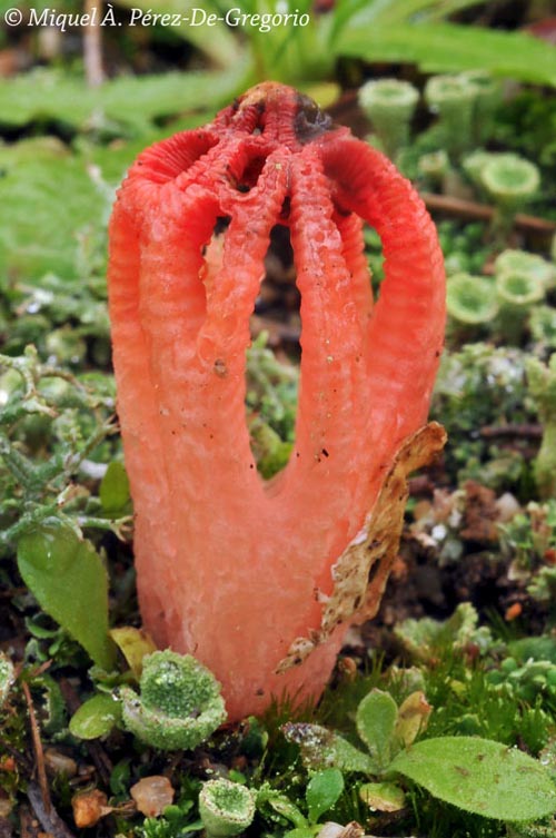 Colus hirudinosus
