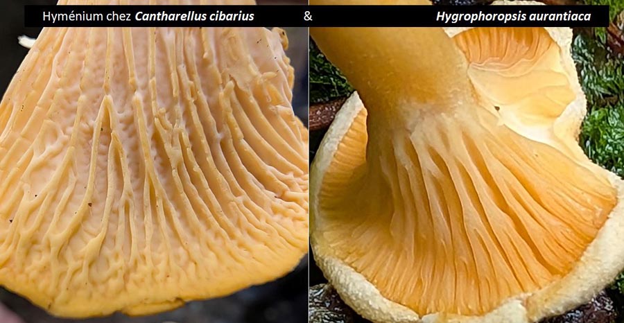 Hygrophoropsis aurantiaca