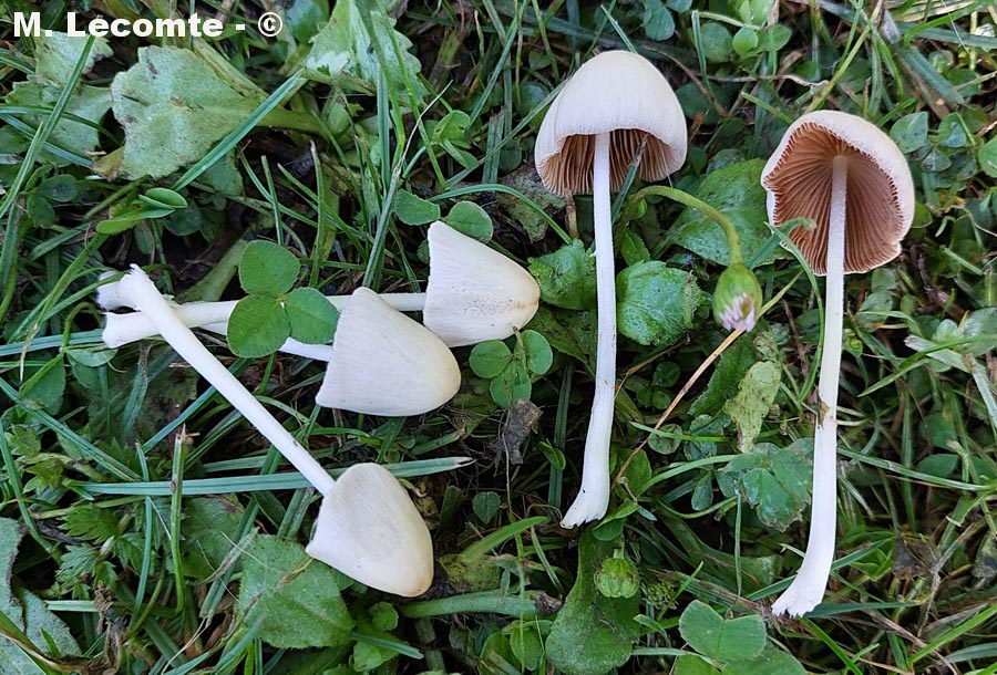 Conocybe albipes