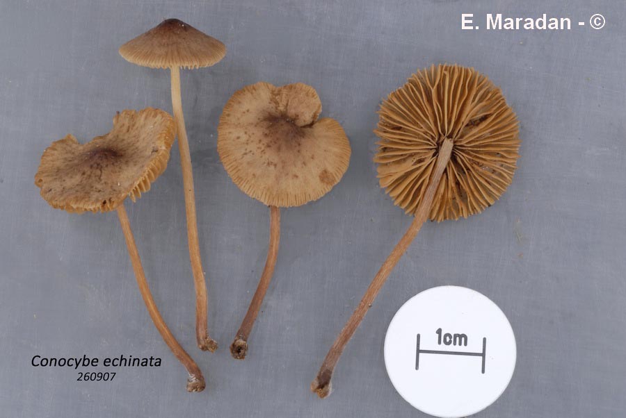 Conocybe echinata