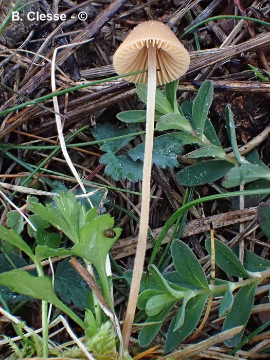 Conocybe hexagonospora