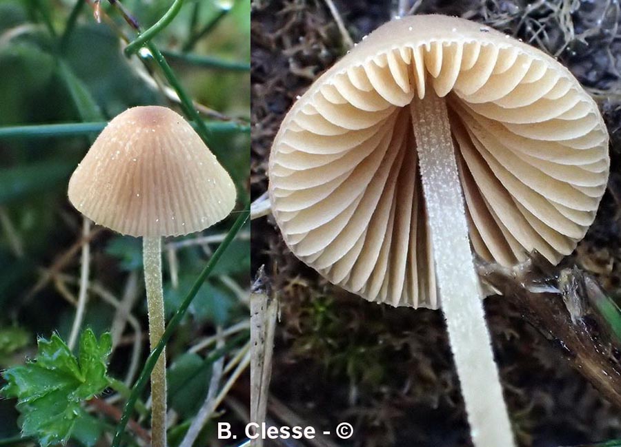 Conocybe hexagonospora