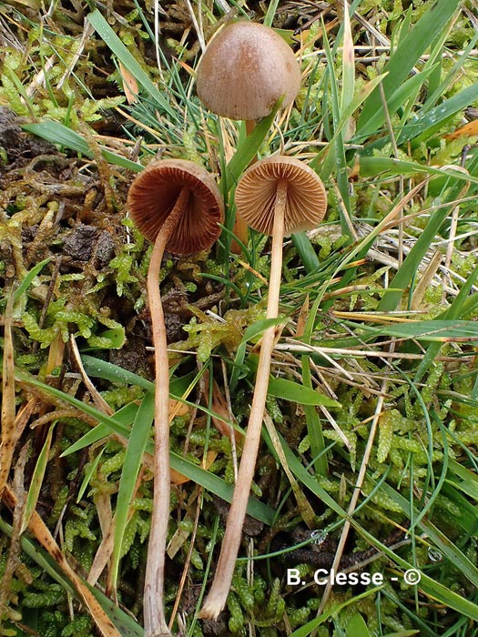 Conocybe juniana var. juniana