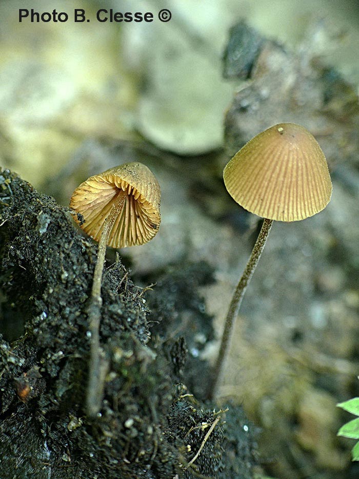 Conocybe microrrhiza var. tetraspora