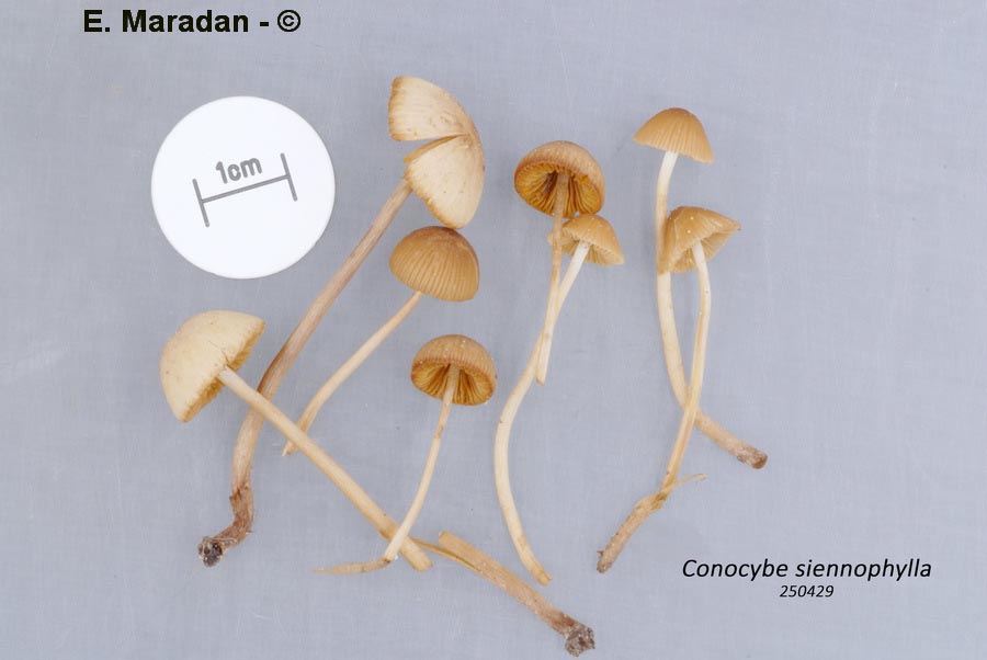 Conocybe siennophylla