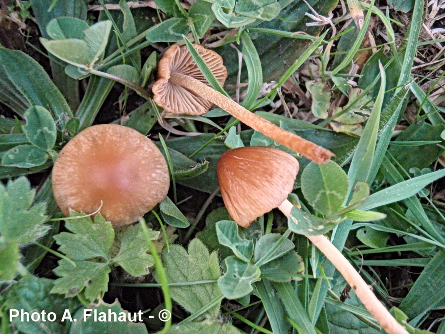 Conocybe spiculoides