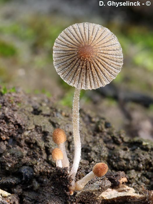 Coprinellus pyrranthes