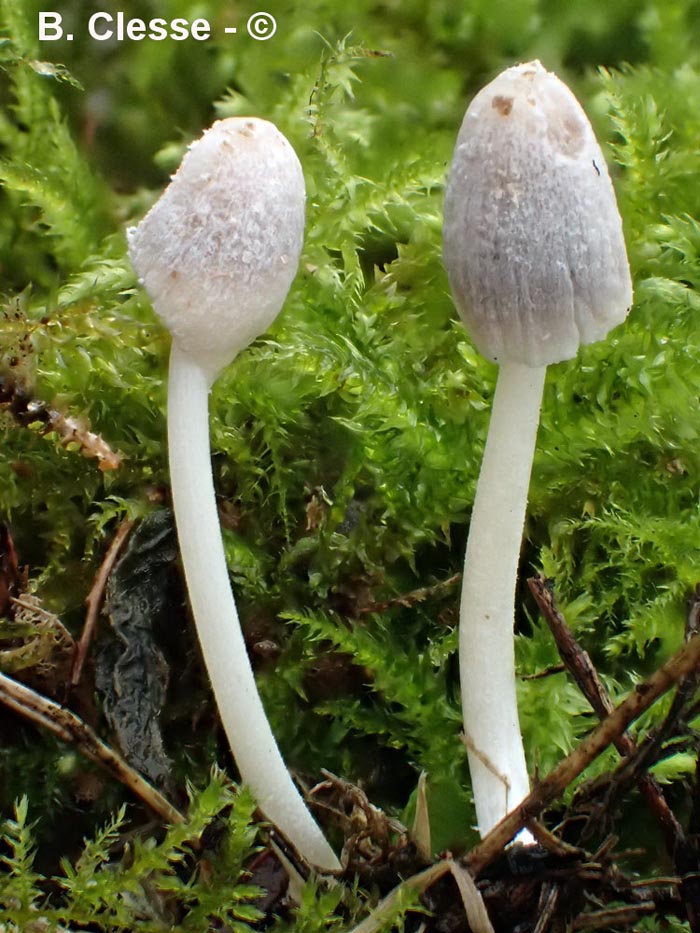 Coprinopsis friesii