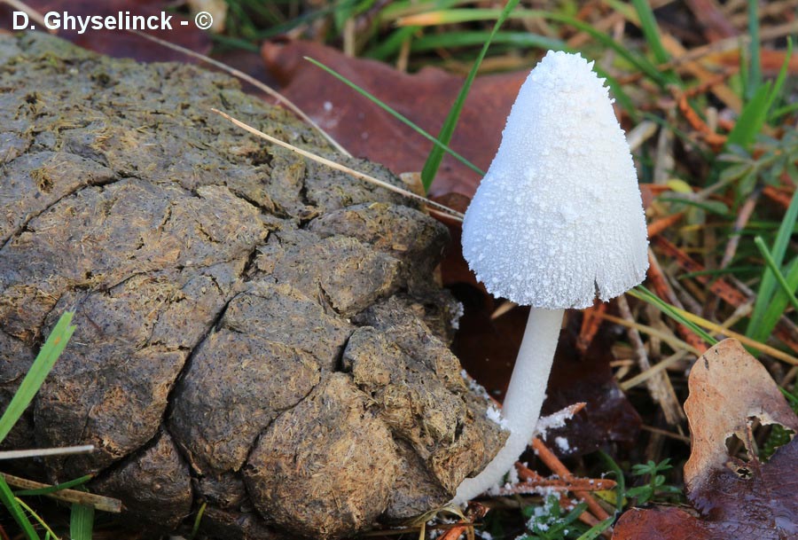Coprinus niveus