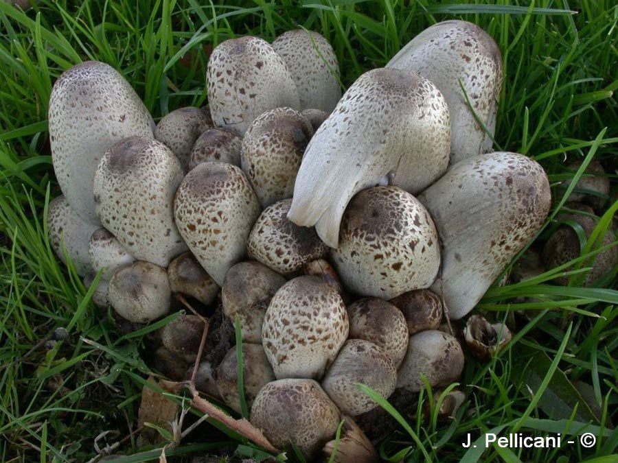 Coprinus romagnesianus (Coprinopsis romagnesiana)