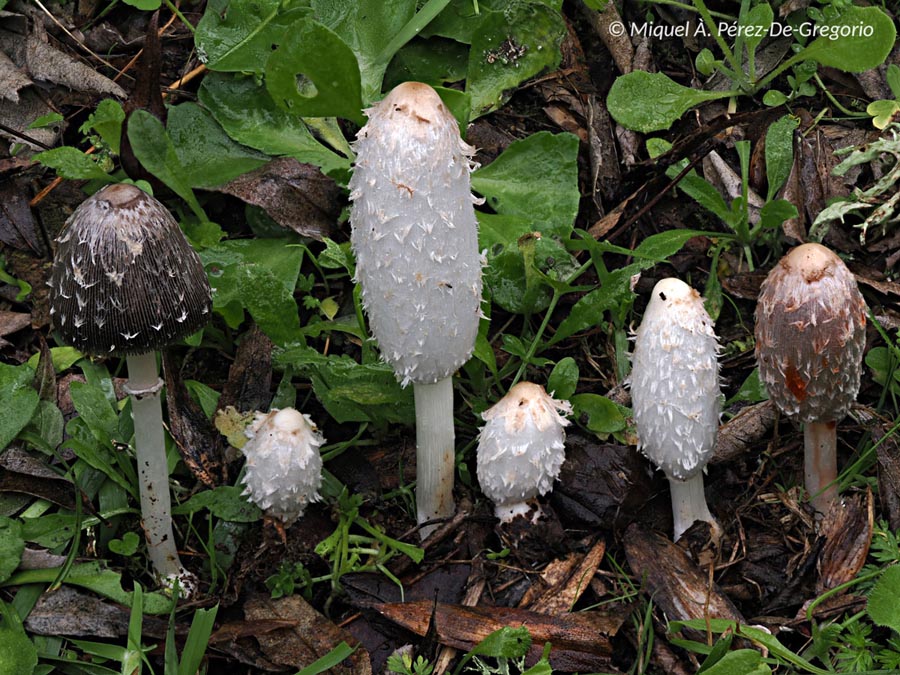 Coprinus spadiceisporus