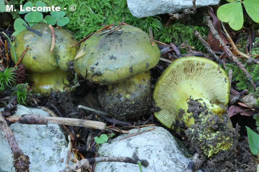 Cortinarius atrovirens