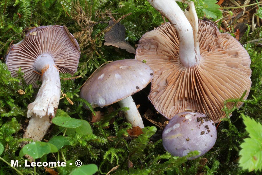 Cortinarius caerulescens