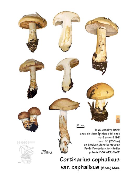 Cortinarius cephalixus