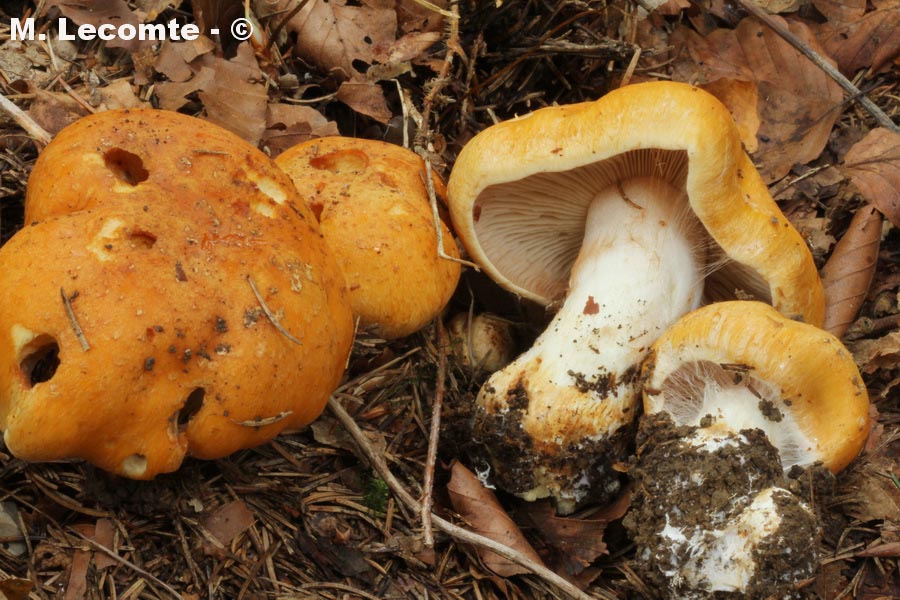 Cortinarius coniferarum