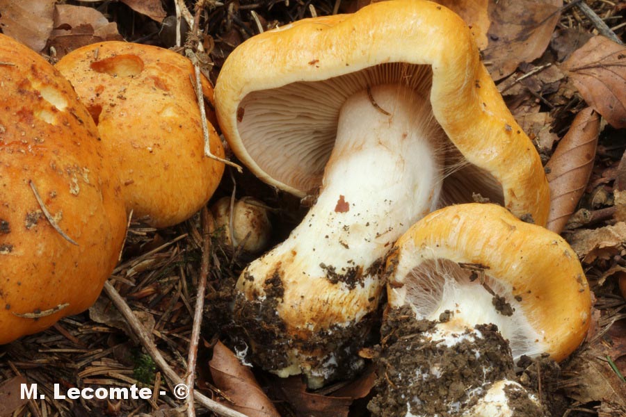 Cortinarius coniferarum