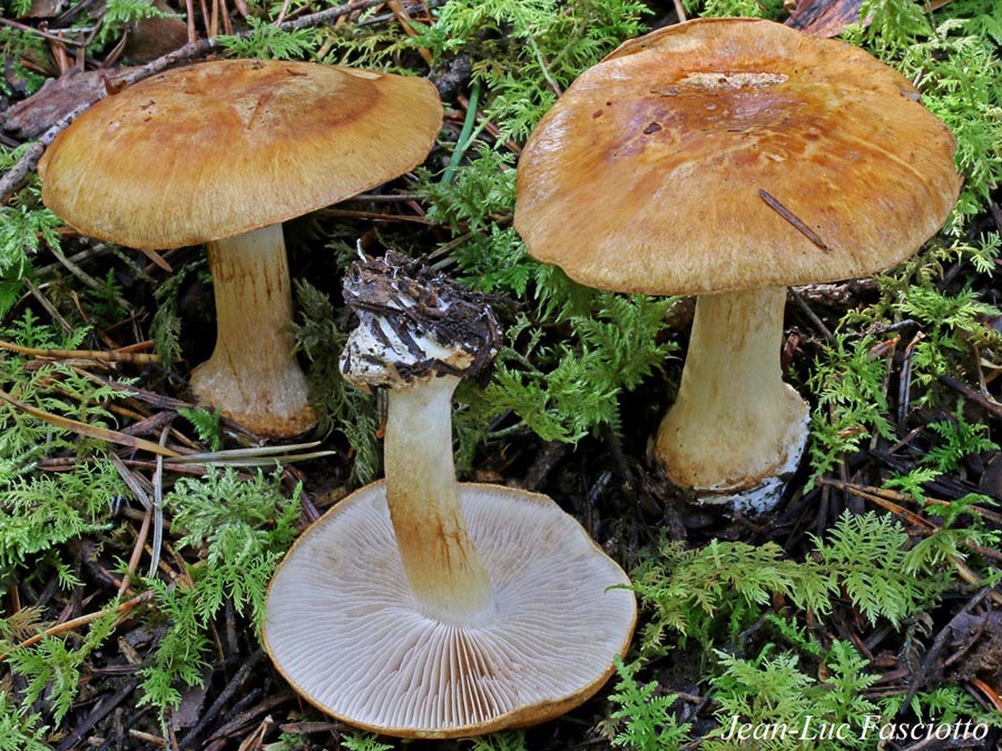 Cortinarius corrosus