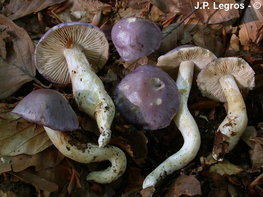 Cortinarius croceocaeruleus