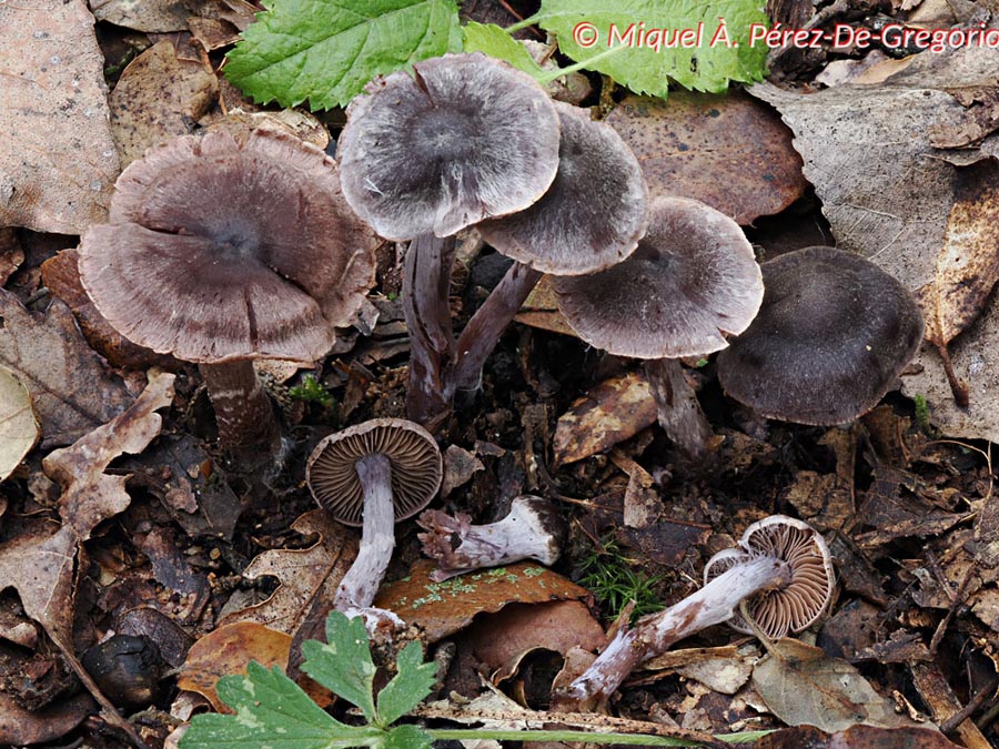 Cortinarius decipiens