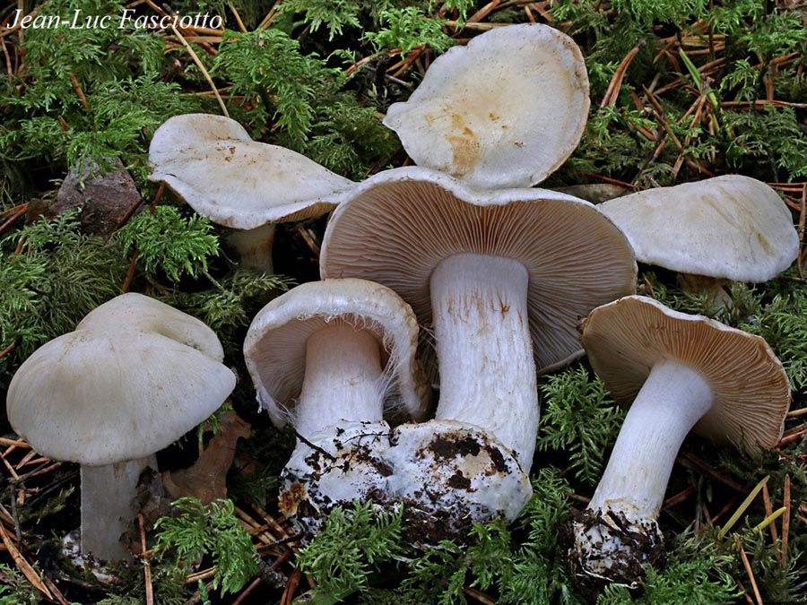 Cortinarius gentianeus