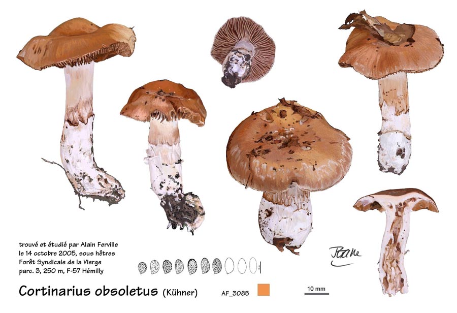 Cortinarius obsoletus