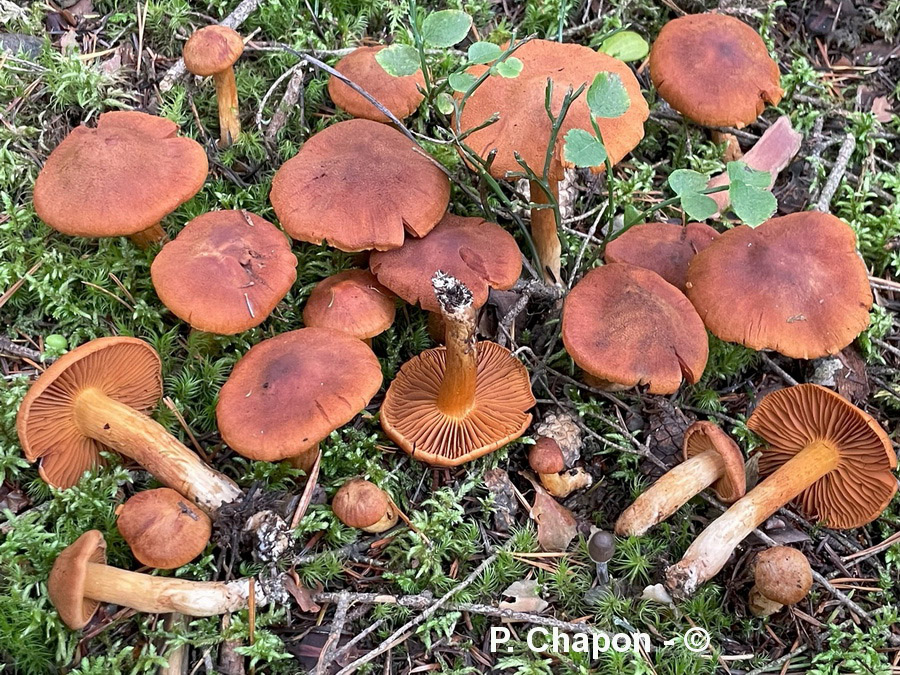 Cortinarius orellanus