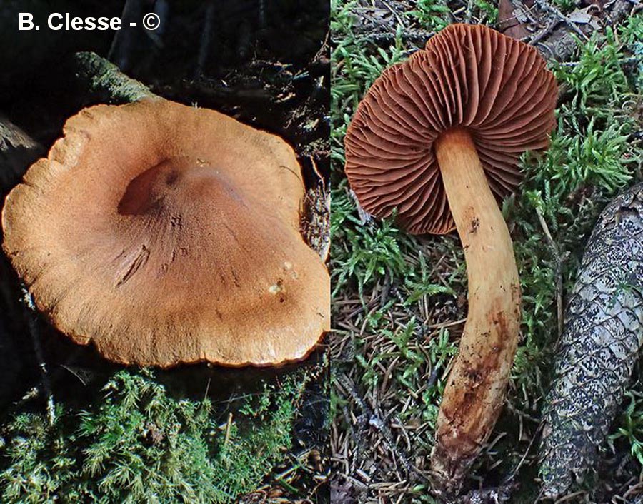 Cortinarius rubellus (Cortinarius speciosissimus)