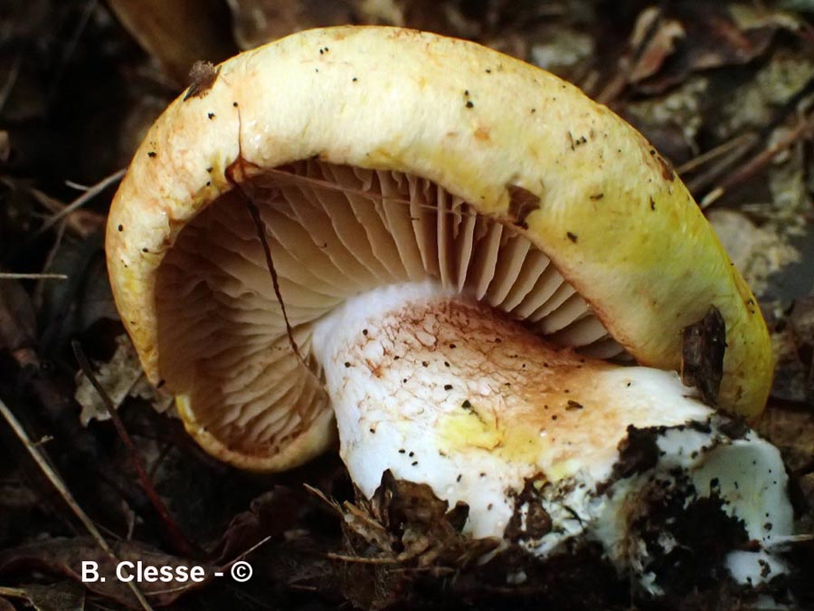 Cortinarius rubicundulus