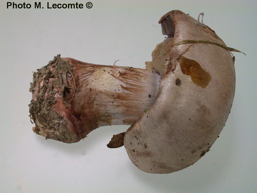 Cortinarius rufoolivaceus