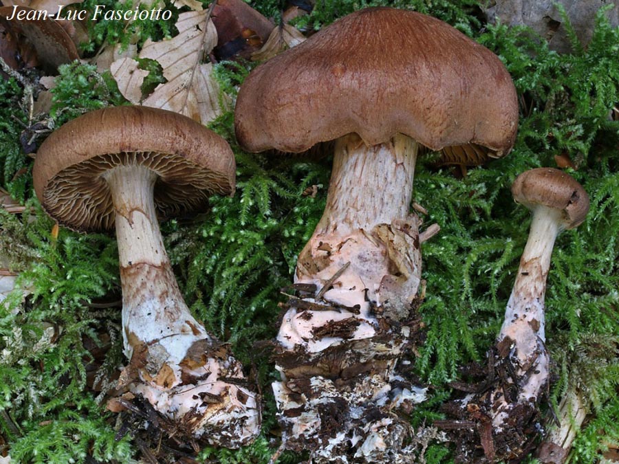 Cortinarius salmoneotomentosus