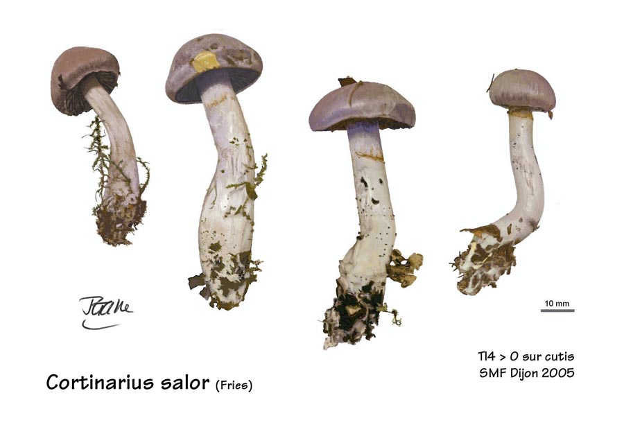 Cortinarius salor