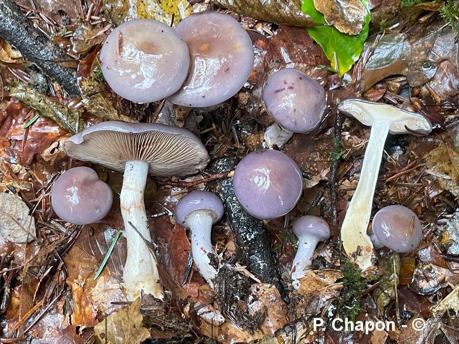 Cortinarius salor