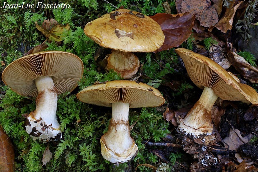 Cortinarius saporatus (Cortinarius subturbinatus)