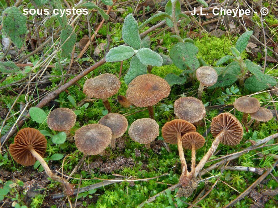 Cortinarius scobinaceus