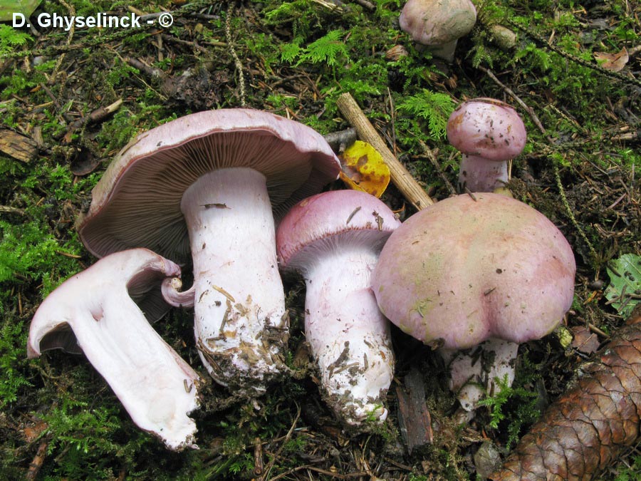 Cortinarius variecolor