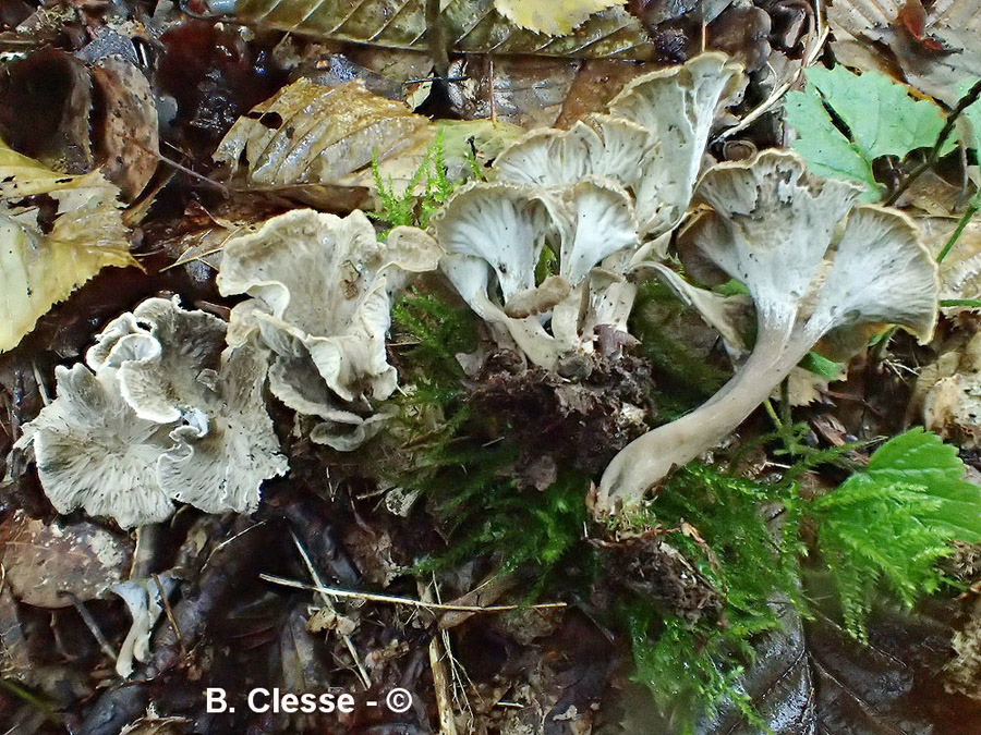 Craterellus undulatus (Pseudocraterellus undulatus, Craterellus sinuosus)