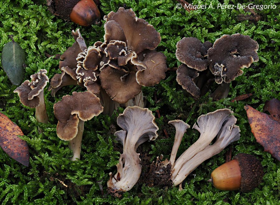 Craterellus undulatus (Pseudocraterellus undulatus, Craterellus sinuosus)