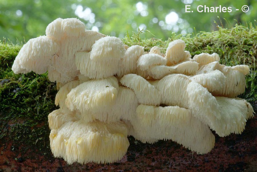 Hericium cirrhatum (Creolophus cirrhatus)