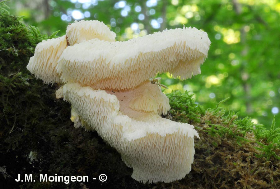 Hericium cirrhatum (Creolophus cirrhatus)